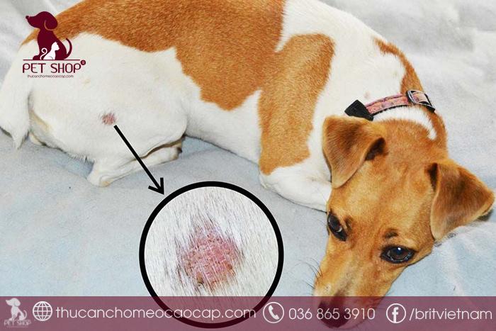 Nguyên nhân tại sao chó bị viêm da rụng lông