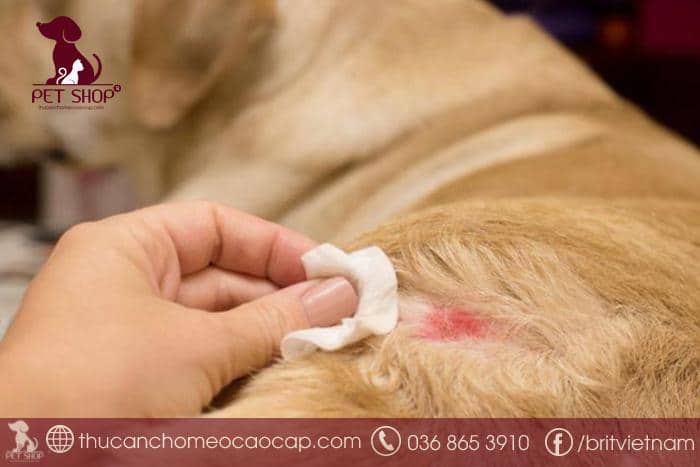 Dấu hiệu nhận biết chó đang bị viêm da và rụng lông