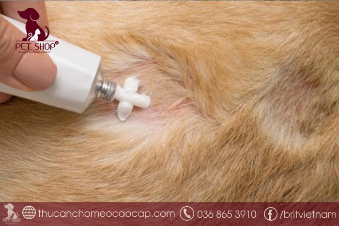Cách điều trị khi chó bị viêm da