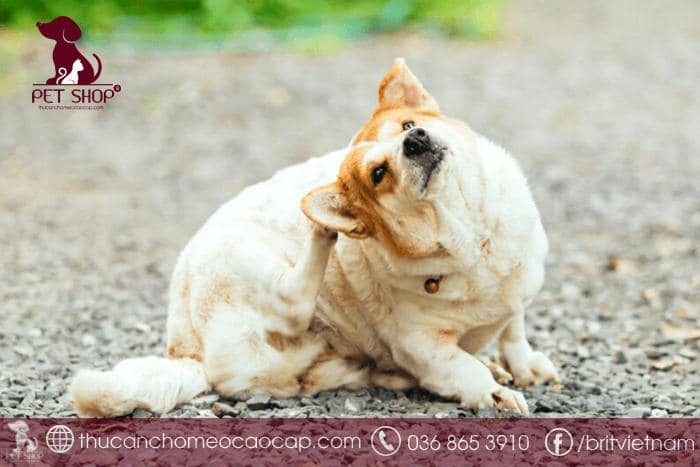 Lưu ý khi chó bị viêm da rụng lông