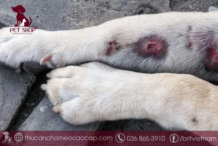 Chó đang bị viêm da có nên tắm không?