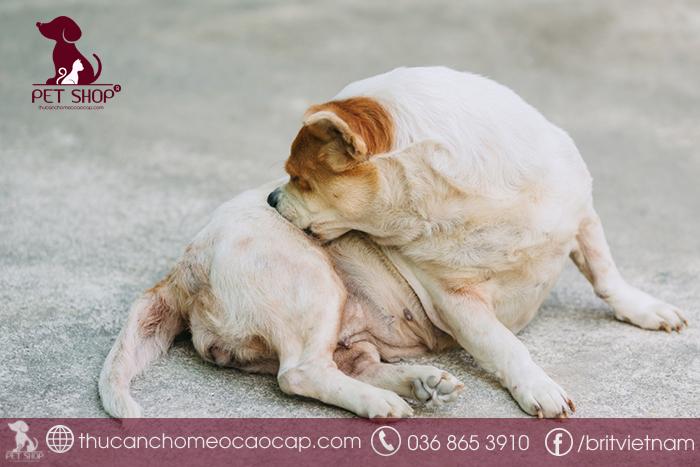 Chó bị viêm da tắm lá gì?