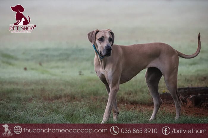Giống chó Great Dane giá bao nhiêu tại Việt Nam? Giống chó Great Dane giá bao nhiêu tại Việt Nam?
