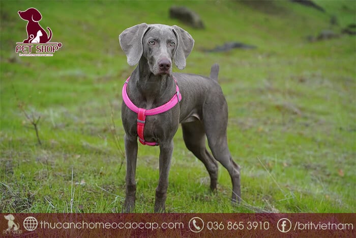 Yếu tố nào ảnh hưởng tới giống chó Great Dane giá bao nhiêu? Yếu tố nào ảnh hưởng tới giống chó Great Dane giá bao nhiêu?