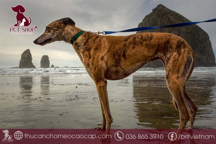 Chú ý cần nhớ khi mua bán chó Great Dane Chú ý cần nhớ khi mua bán chó Great Dane