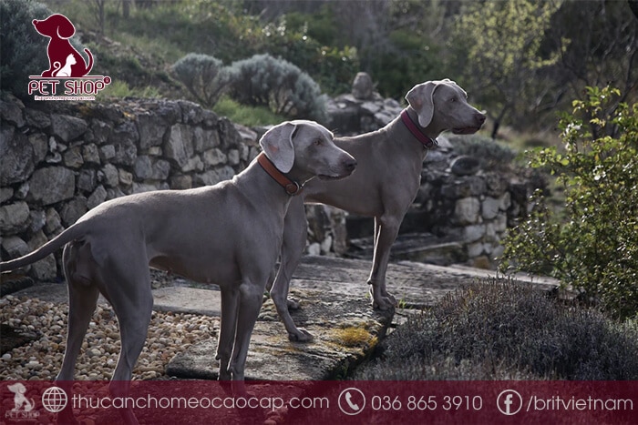 chó Great Dane thuần chủng giá bao nhiêu chó Great Dane thuần chủng giá bao nhiêu