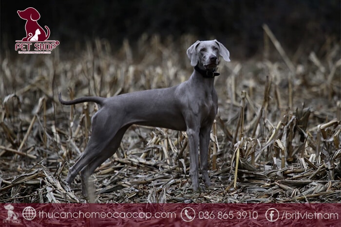 Giống chó Great Dane giá bao nhiêu Giống chó Great Dane giá bao nhiêu