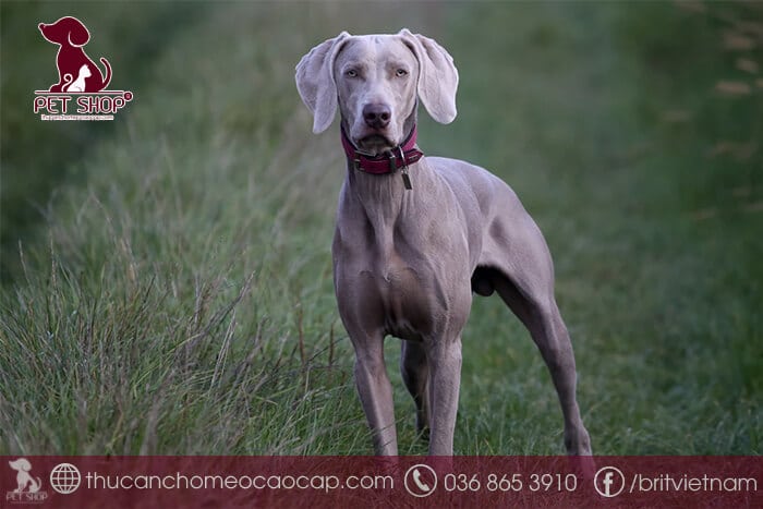 chó Great Dane giá bao nhiêu chó Great Dane giá bao nhiêu