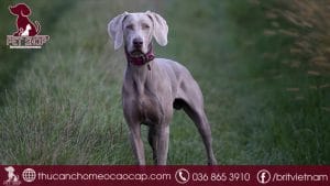 chó Great Dane giá bao nhiêu