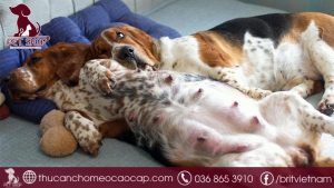 chó mang thai bao nhiêu ngày thì đẻ