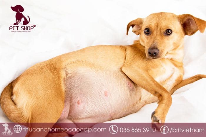 chó mang thai bao lâu thì đẻ chó mang thai bao lâu thì đẻ