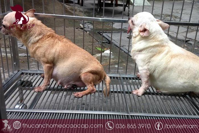 Dấu hiệu chó mang thai nhận biết như thế nào? Dấu hiệu chó mang thai nhận biết như thế nào?