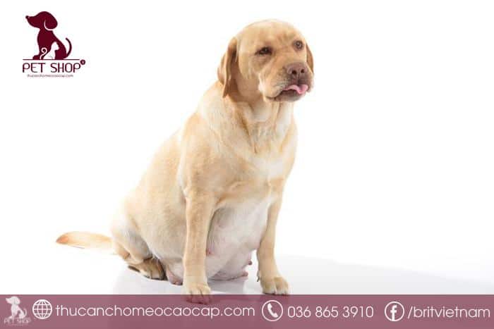 Hướng dẫn cách chăm sóc chó mang thai Hướng dẫn cách chăm sóc chó mang thai
