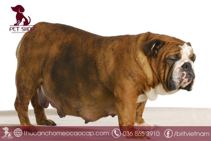 Chó mang thai nên tắm không? Chó mang thai nên tắm không?