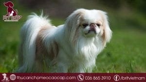 chó Nhật giá bao nhiêu tiền