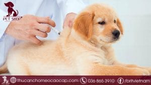 lịch tiêm phòng cho chó