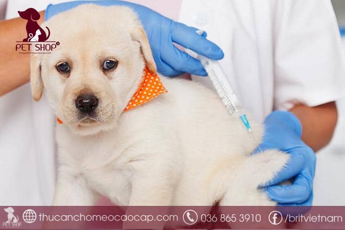 Vacxin tiêm phòng cho chó gồm những loại nào?