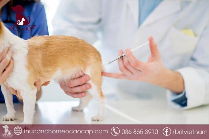 Lịch tiêm phòng cho chó chuẩn nhất