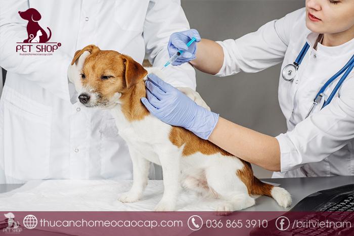 Trường hợp nào không nên tiêm phòng cho chó