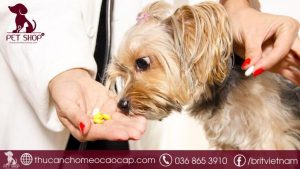 Mua thuốc tẩy giun cho chó ở đâu