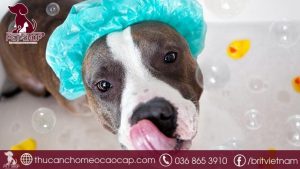 Sữa tắm cho chó loại nào thơm