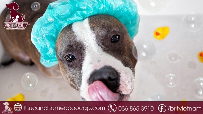 Sữa tắm cho chó loại nào thơm Sữa tắm cho chó loại nào thơm