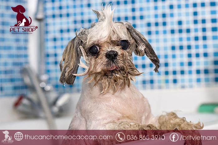 Có cần dùng sữa tắm cho chó không? Có cần dùng sữa tắm cho chó không?