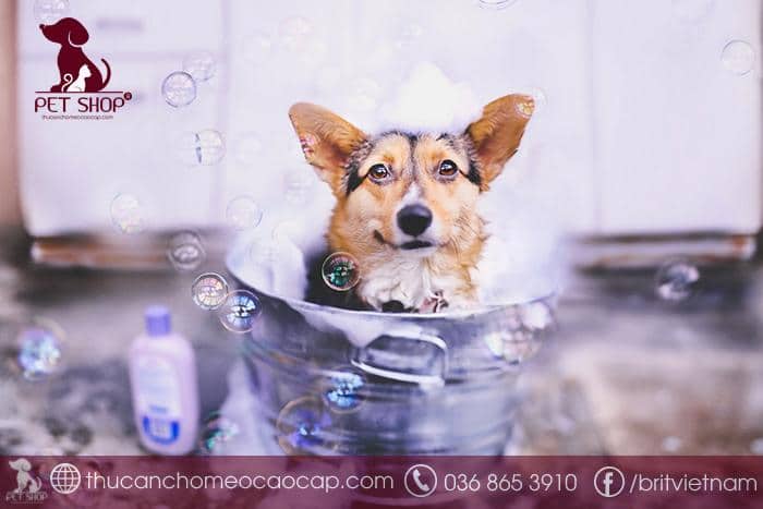 Cách chọn các loại sữa tắm cho chó loại nào thơm bạn cần biết Cách chọn các loại sữa tắm cho chó loại nào thơm bạn cần biết