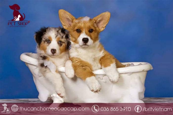 Sữa tắm cho chó loại nào tốt? Sữa tắm cho chó loại nào tốt?