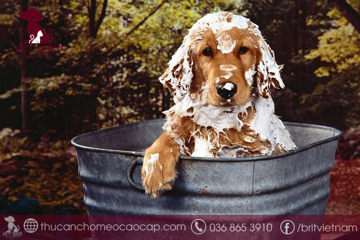 Mua sữa tắm cho chó ở đâu? Mua sữa tắm cho chó ở đâu?