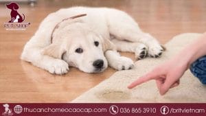 cách huấn luyện chó đi vệ sinh đúng chỗ