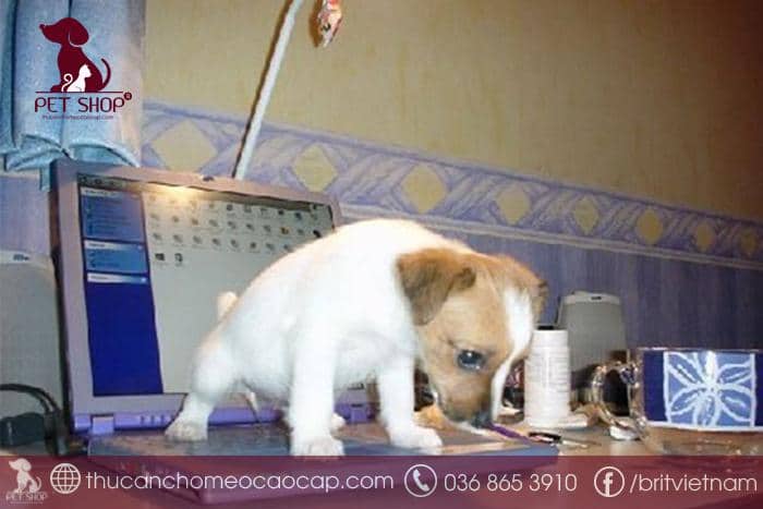 Vì sao chó đi vệ sinh không đúng chỗ?