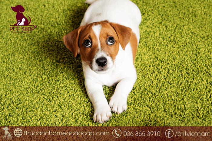 Bắt đầu cách huấn luyện chó đi vệ sinh đúng chỗ lúc nào?