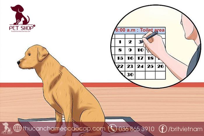 Cách huấn luyện chó đi vệ sinh đúng chỗ không phải trong chuồng