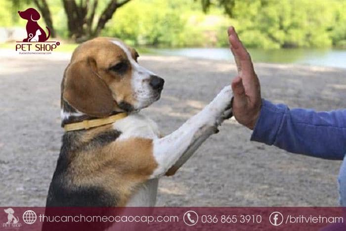 Cách huấn luyện chó đi vệ sinh đúng chỗ ngoài trời