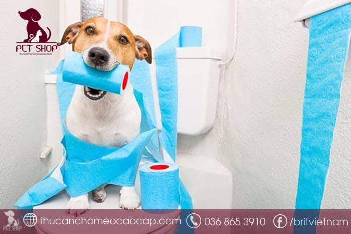 Cách huấn luyện chó đi vệ sinh đúng chỗ với bồn cầu