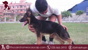 chó bị hạ bàn chân sau