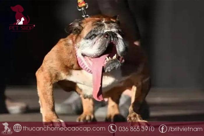 Cách nhận biết chó bị hạ bàn chân trước và chân sau