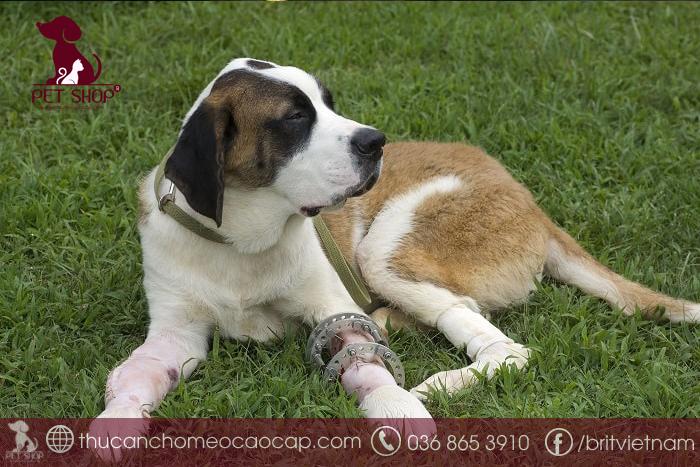 Cách chữa và điều trị bệnh chó bị hạ bàn chân trước và chân sau