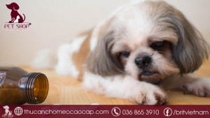 chó bị nôn bỏ ăn