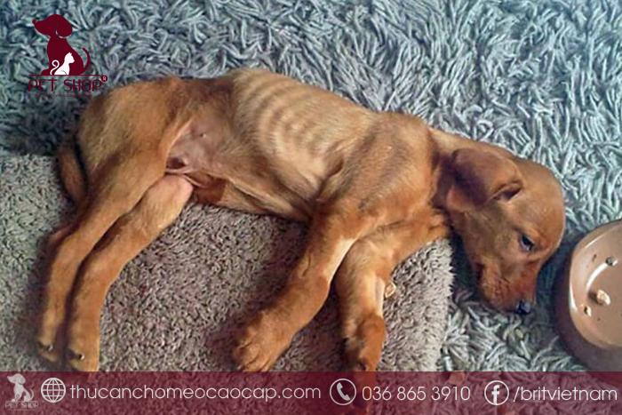 Triệu chứng chó bị nôn bỏ ăn