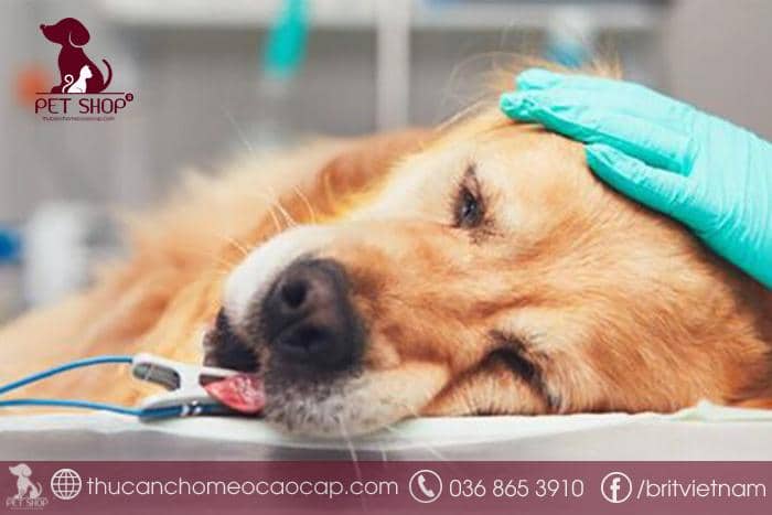 Cách điều trị khi chó bỏ ăn và nôn
