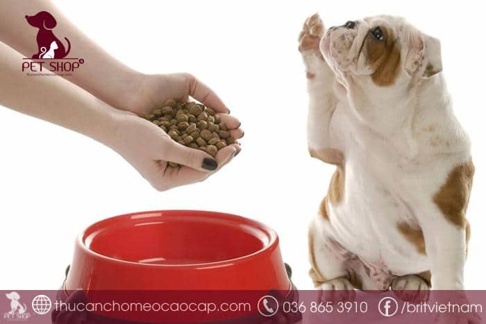 Chăm sóc khi chó bị nôn dẫn đến bỏ ăn