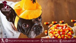 chó biếng ăn phải làm sao