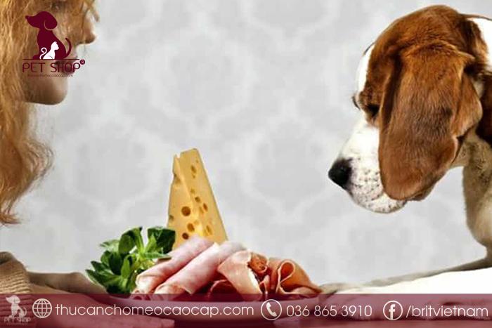 Nguyên nhân chó biếng ăn là gì?