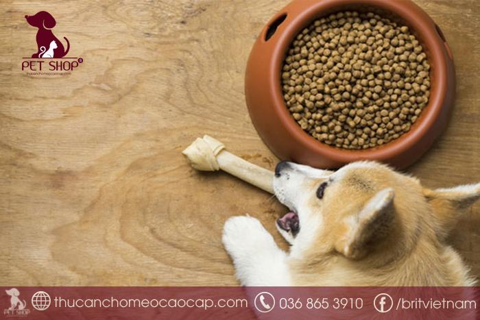 Chó biếng ăn phải làm sao?