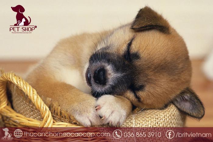 Thức ăn cho chó biếng ăn nên chọn loại nào?
