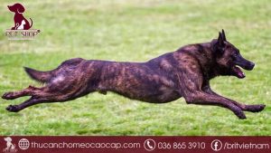 Chó Becgie Hà Lan giá bao nhiêu