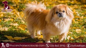 Chó Bắc Kinh giá bao nhiêu