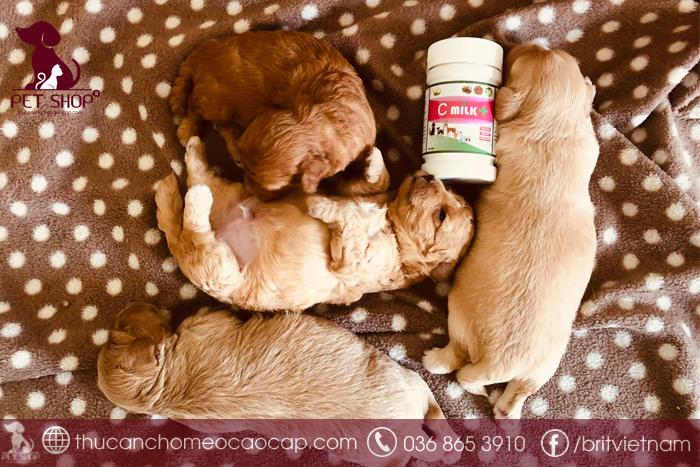 Hướng dẫn sử dụng Cmilk kích thích tăng sữa cho chó